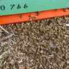 Imagen de Apicultores denuncian la muerte de unos 9 millones de abejas en el Alto Valle: al menos 440 colmenas afectadas