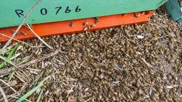 Apicultores denuncian la muerte de unos 9 millones de abejas en el Alto Valle: al menos 440 colmenas afectadas