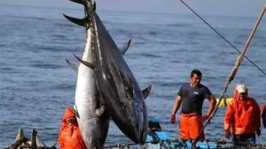 Récord histórico: pescaron dos gigantescos atunes rojos en Inglaterra tras casi 90 años de ausencia