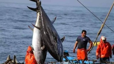 Récord histórico: pescaron dos gigantescos atunes rojos en Inglaterra tras casi 90 años de ausencia