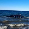 Imagen de Un ballenato muerto movilizó a cientos de personas en Puerto Madryn: qué se sabe