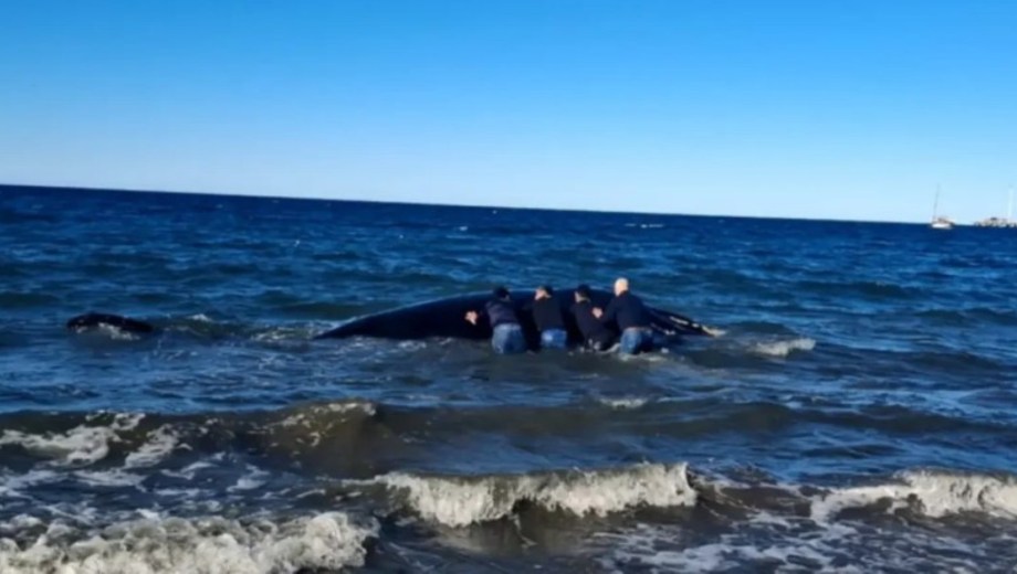 Un ballenato varado en las costas de Puerto Madryn. Foto: Gentileza Canal 12 Web. 