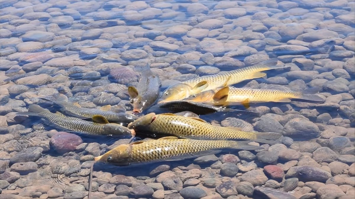 La carpa es un pez sumamente abundante en las aguas del río Negro.