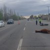Imagen de Una motociclista chocó contra un caballo en la Ruta 22 a la altura de Cervantes