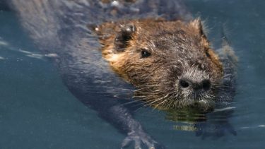¿Coipo, huillín o castor?: la diferencia entre los reyes de los ríos de la Patagonia y sus peculiaridades
