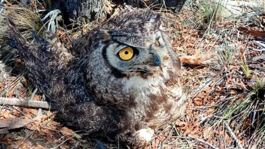 Tucúquere, un búho que vive en la Patagonia. Foto: Gentileza Neuquén Informa. 