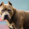 Imagen de En menos de un mes, otro nene de 2 años murió atacado por un pitbull en Córdoba: hay un detenido