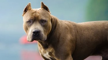 En menos de un mes, otro nene de 2 años murió atacado por un pitbull en Córdoba: hay un detenido