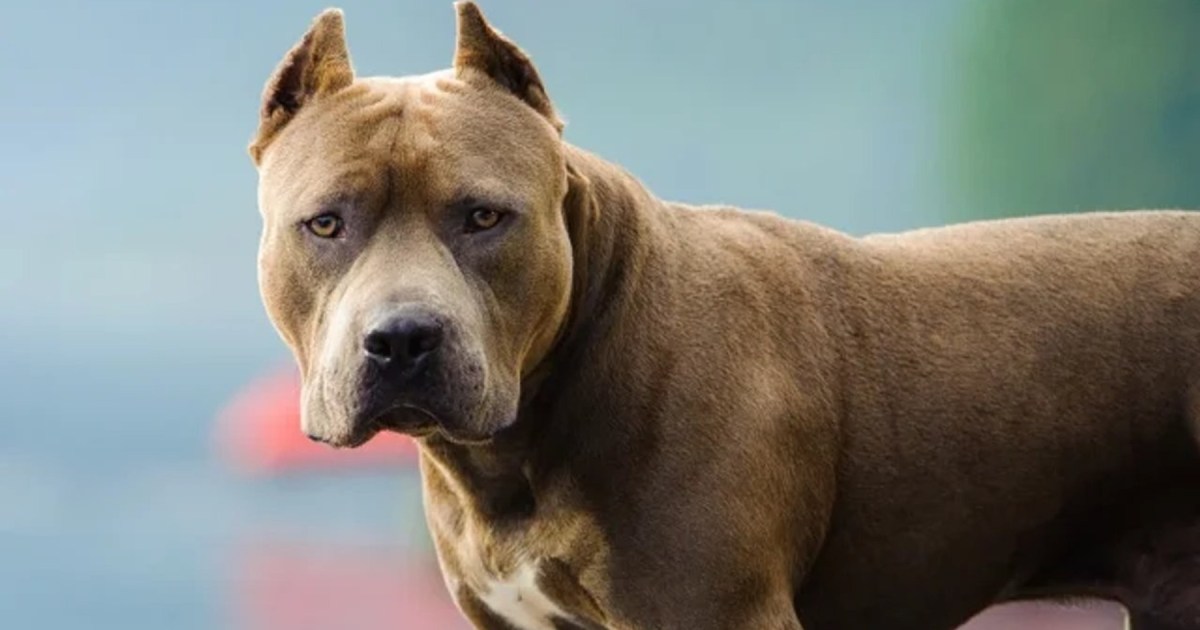 Tragedia en Córdoba: un niño muere tras ser atacado por un pitbull