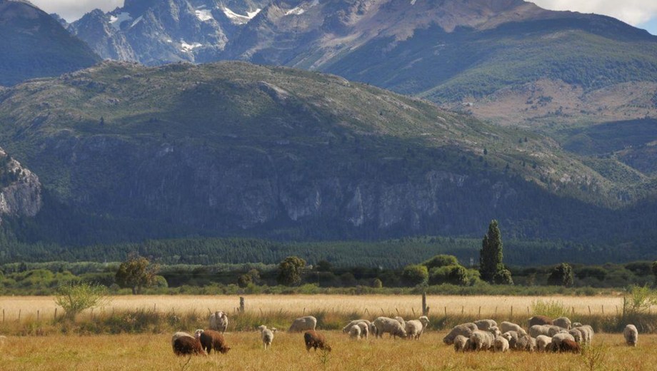 Ganadería en la cordillera.