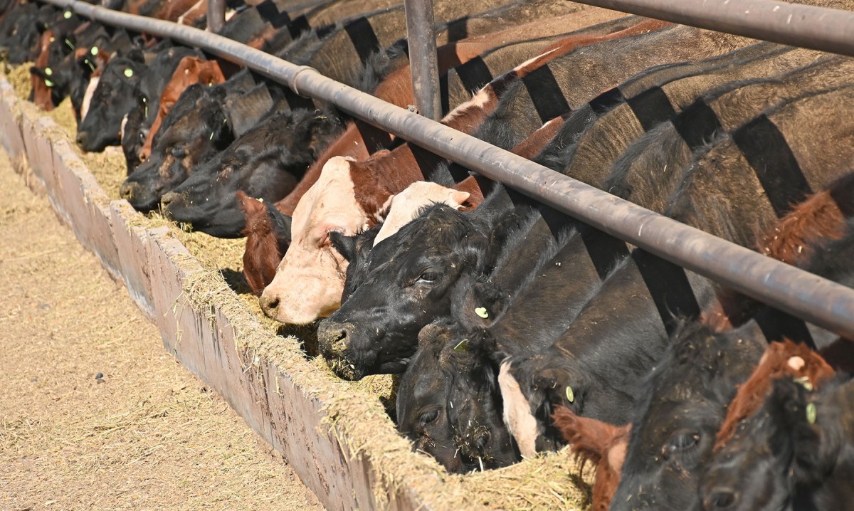 El maíz es un insumo esencial en la etapa de terminación bovina.