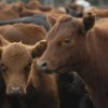 Imagen de Apertura total de Japón para la carne bovina de Argentina: tras más de 20 años, "un acuerdo histórico", anunció Luis Caputo