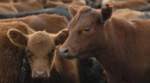 Imagen de Apertura total de Japón para la carne bovina de Argentina: tras más de 20 años, «un acuerdo histórico», anunció Luis Caputo
