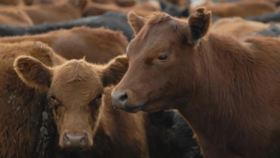 Japón abrió sus puertas a la carne bovina desde Argentina. Foto: NA. 