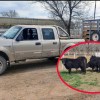 Imagen de Secuestran ganado transportado irreglularmente en Río Colorado