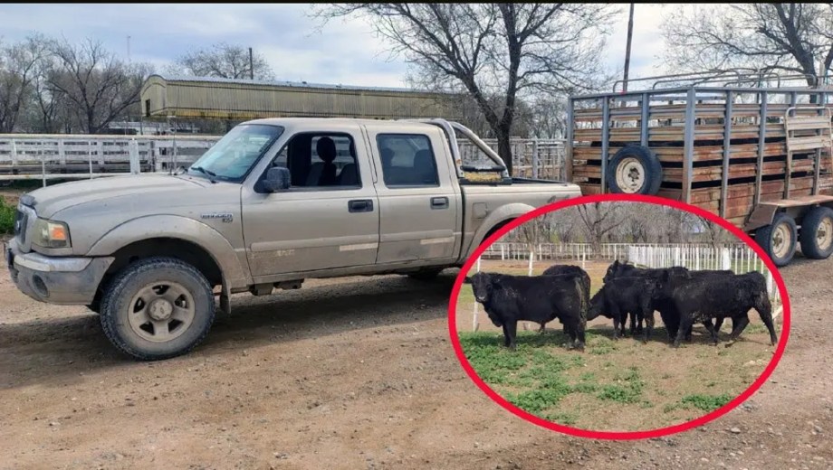 Secuestran ganado transportado irreglularmente en Río Colorado