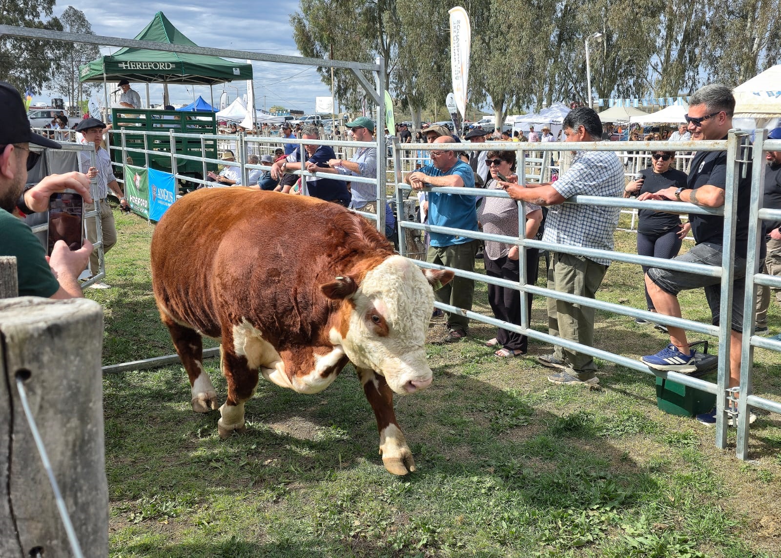 Expo Rural de Choele Choel: ventas de Hereford y Angus alcanzan 453.000 dólares
