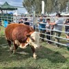 Imagen de Expo de Choele Choel: Hereford y Angus cerraron ventas totales por 453.000 dólares