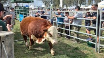 Imagen de Expo de Choele Choel: Hereford y Angus cerraron ventas totales por 453.000 dólares