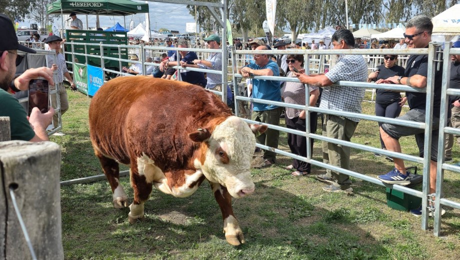 El Gran Campeón Macho PP se retira de la pista, acaba de ser vendido en 10.700 dólares. Foto: Jorge Silva