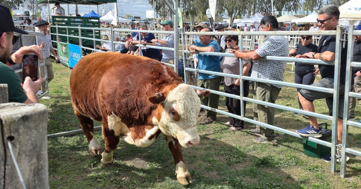 Expo Rural de Choele Choel: ventas de Hereford y Angus alcanzan 453.000 dólares