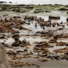 Imagen de El brote de gripe aviar en Patagonia dejó un hallazgo inédito en lobos marinos: el virus atravesó la placenta