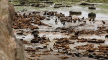 Imagen de El brote de gripe aviar en Patagonia dejó un hallazgo inédito en lobos marinos: el virus atravesó la placenta