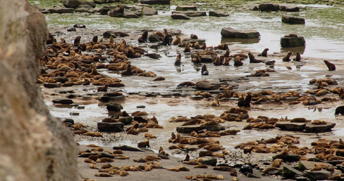 El hallazgo de transmisión de gripe aviar en lobos marinos en Patagonia