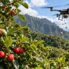 Imagen de Llegó desde Brasil hace 200 años y se convirtió en una amenaza: así buscan frenar este árbol invasor con drones