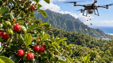 Lo plantaron hace 200 años para alimentar a la población y hoy es un árbol invasor que combaten con drones