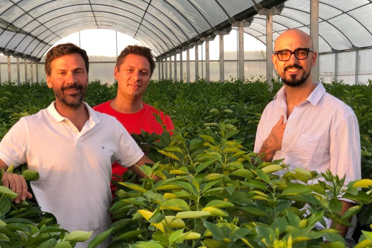 De la m&uacute;sica al campo: Abel Pintos apuesta fuerte al pistacho