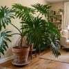 Imagen de Adiós a la lengua de suegra: la planta que crece más rápido y transforma cualquier rincón de la casa