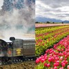 Imagen de La Trochita se prepara para la temporada de tulipanes en Chubut: cuánto cuesta viajar en el tren histórico