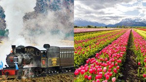 La Trochita se prepara para la temporada de tulipanes en Chubut: cuánto cuesta viajar en el tren histórico