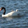 Imagen de Parque Nacional Laguna Blanca: senderos, avistaje de aves y cómo visitarlo sin alterar el hogar de la ranita