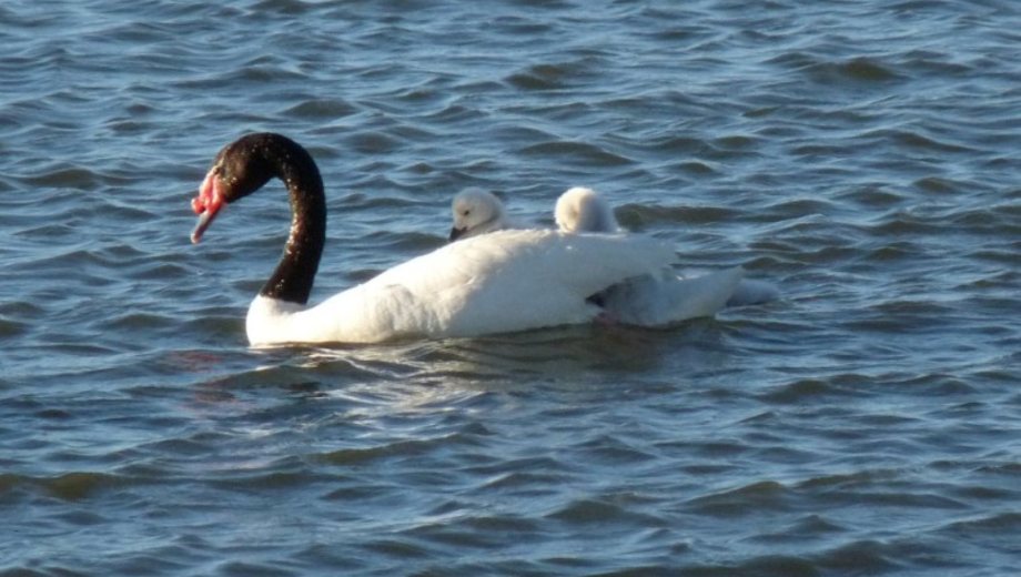 Cisne de cuello negro, emblema en el Parque Nacional Laguna Blanca. Foto: Gentileza Presidencia. 