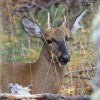 Imagen de Científicos de la Patagonia lograron descifrar el ADN del huemul: "Hasta ahora no teníamos ese mapa"