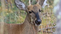 Imagen de Científicos de la Patagonia lograron descifrar el ADN del huemul: «Hasta ahora no teníamos ese mapa»