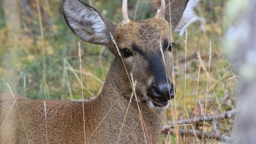 Científicos de la Patagonia lograron descifrar el ADN del huemul: «Hasta ahora no teníamos ese mapa»