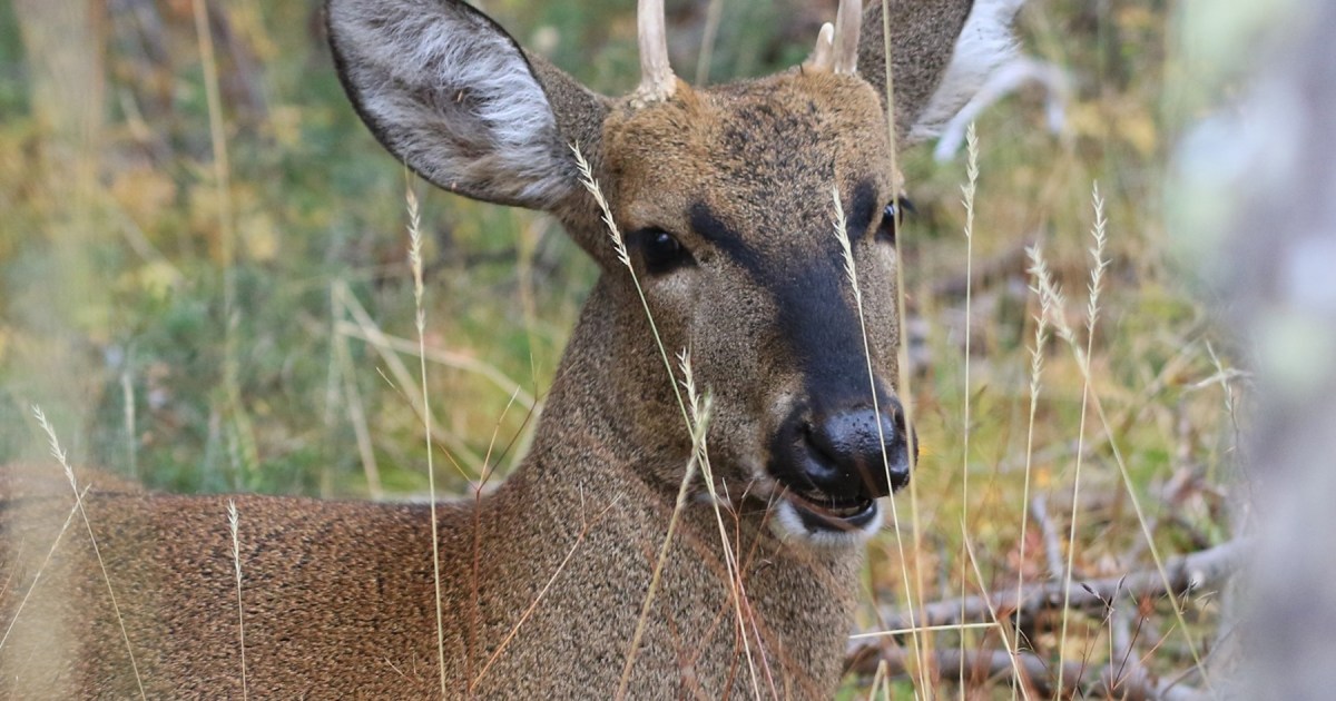 Investigadores patagónicos secuencian el ADN del huemul, especie en peligro