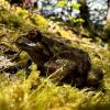 Imagen de Cómo es la Ranita de Chaltén, la especie enigmática hallada en Los Glaciares y que marcó un hito en la Patagonia