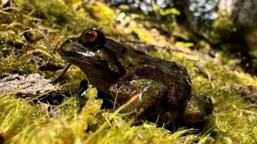 Cómo es la Ranita de Chaltén, la especie enigmática hallada en Los Glaciares y que marcó un hito en la Patagonia