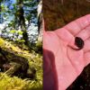 Imagen de "Hito histórico en la Patagonia": hallan por primera vez un sitio activo de cría de la Ranita de Chaltén