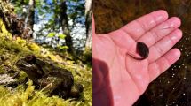 Imagen de «Hito histórico en la Patagonia»: hallan por primera vez un sitio activo de cría de la Ranita de Chaltén