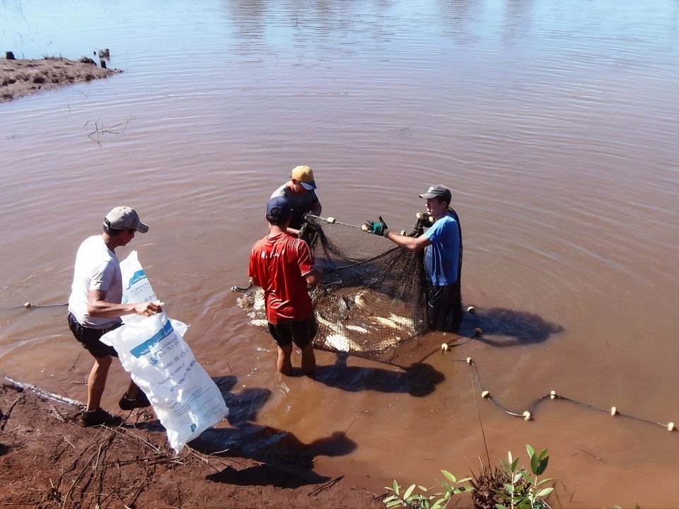 La producción de pacú crece en Misiones y complementa diversas actividades agropecuarias.