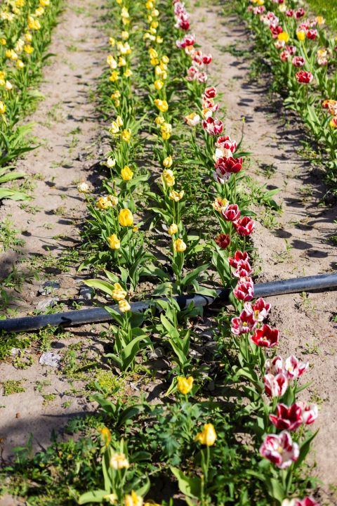 El campo de tulipanes reúne más de 12 variedades, con floraciones tempranas y tardías que permiten extender la temporada. Foto: Pablo Leguizamon.