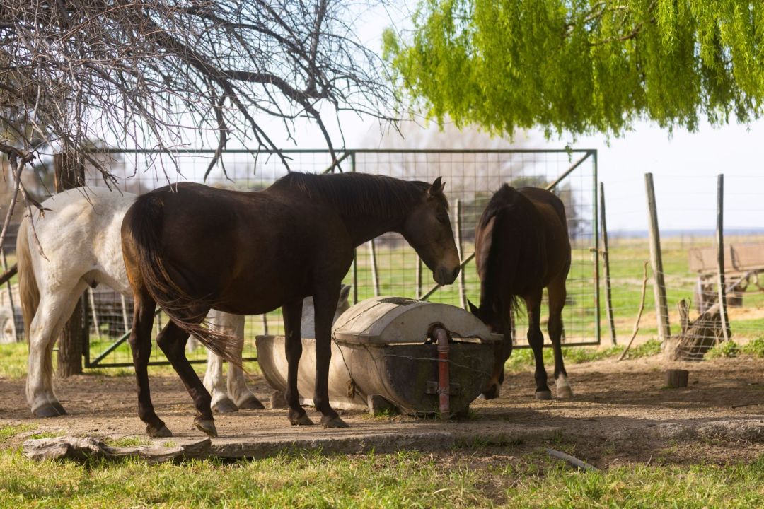 La propuesta de Peumayén busca que los visitantes conozcan el campo y sus actividades a través de safaris, cabalgatas y paseos náuticos por el río Negro. Foto: Pablo Leguizamon.