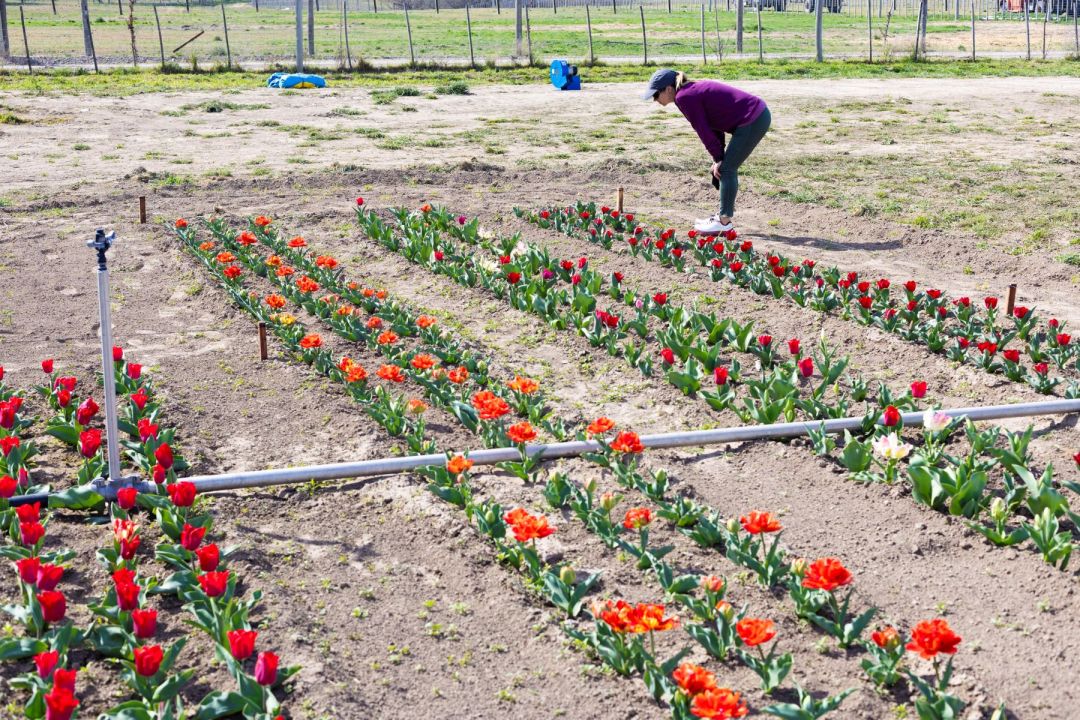 Los tulipanes se sumaron a la producción de Peumayén como una nueva alternativa para diversificar la actividad del campo en Guardia Mitre. Foto: Pablo Leguizamon.