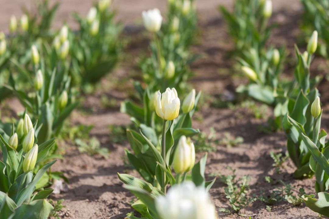 El proyecto de tulipanes encontró en Peumayén un nuevo escenario para desarrollarse y probar su adaptación al clima de Guardia Mitre. Foto: Pablo Leguizamon.