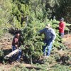 Imagen de Un pueblo de Neuquén se une contra una especie invasora que "ahoga al bosque nativo"